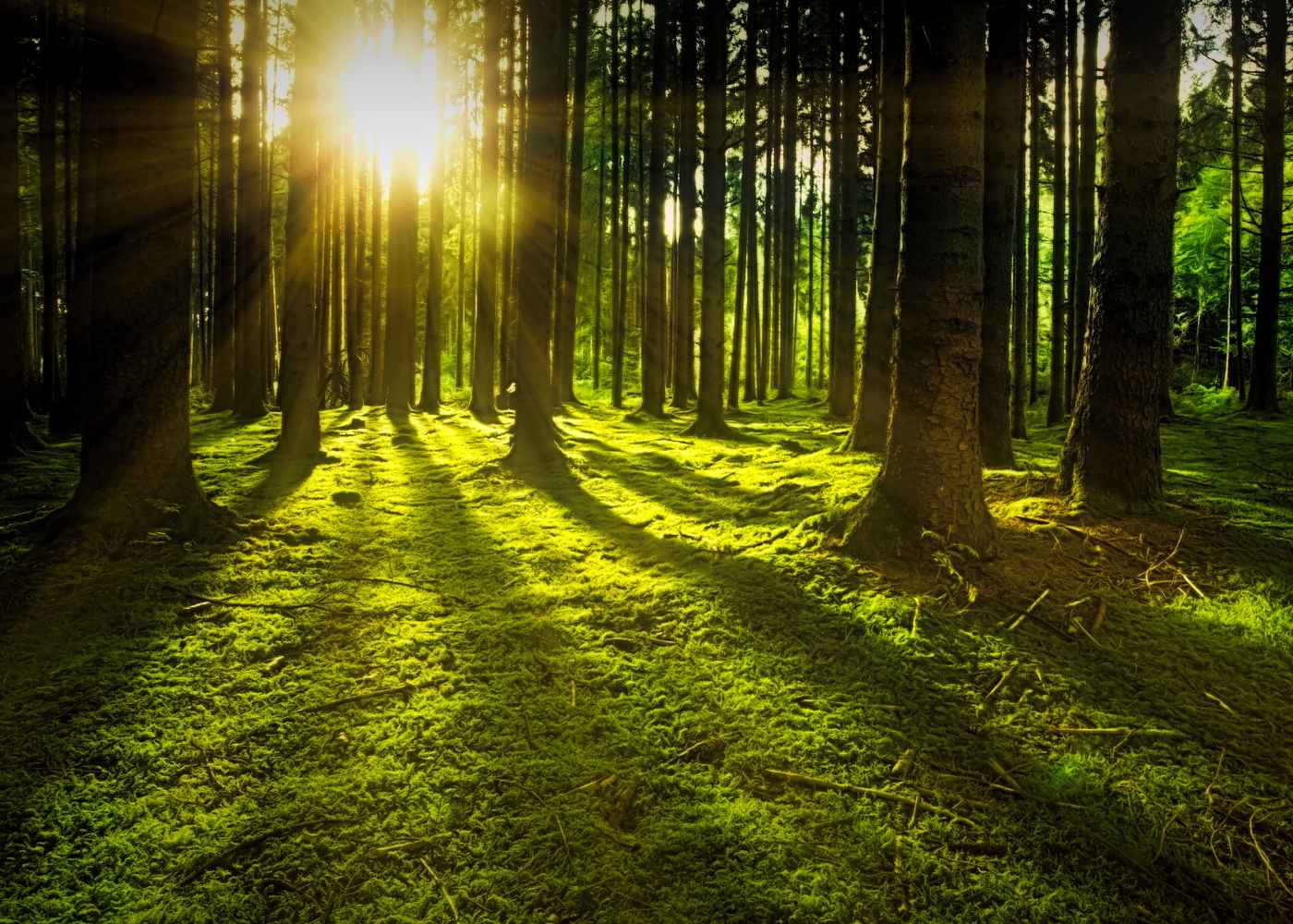 Ein Wald wird von Sonnenstrahlen durchdrungen