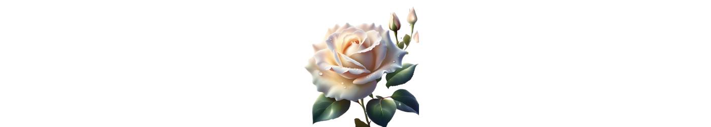 Eine weiße Rose