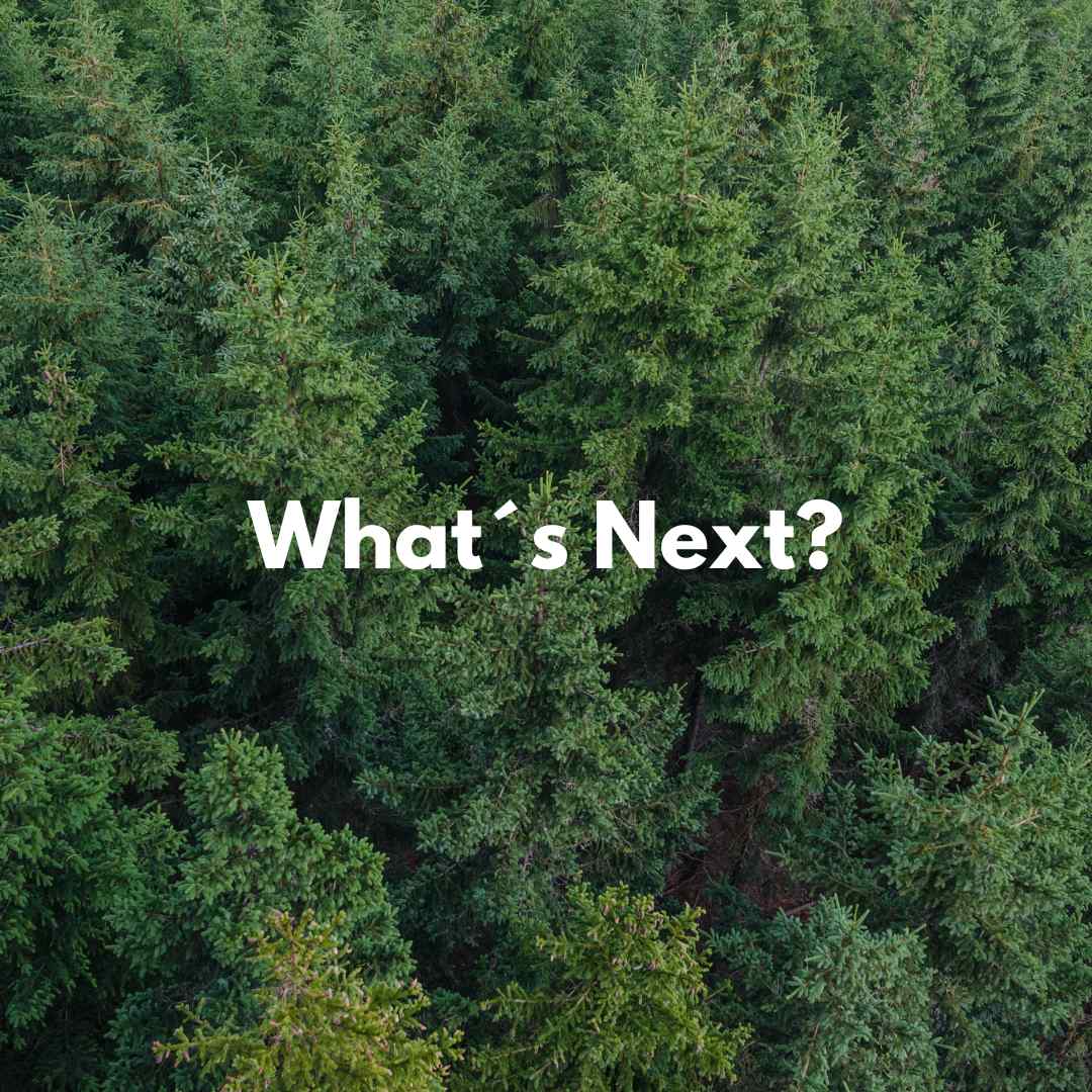 Ein Wald mit vielen Bäumen und einem Schriftzug: What´s bext?